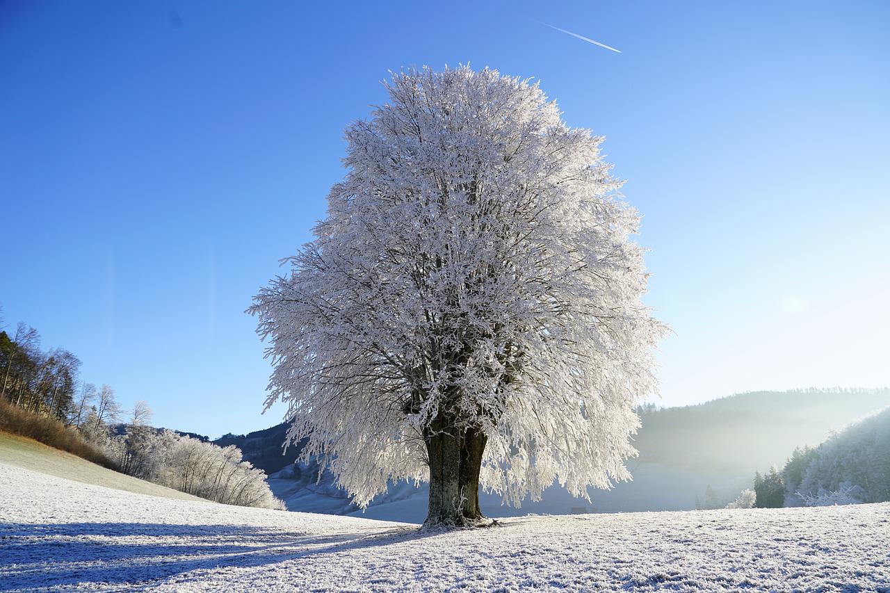 tree, winter landscape, hoarfrost-1959267.jpg